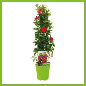 Afbeelding van Kp19 Sundaville Piramide Rood